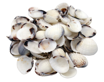 White Meretrix Clam 