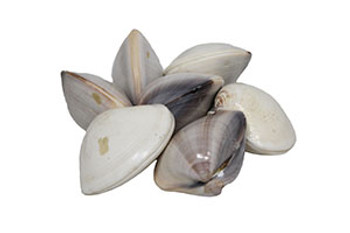 Polished Clam Pair