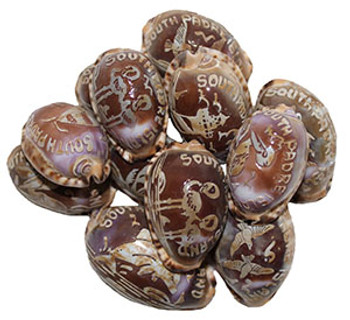Carved Arabic Cowrie - South Padre Island  