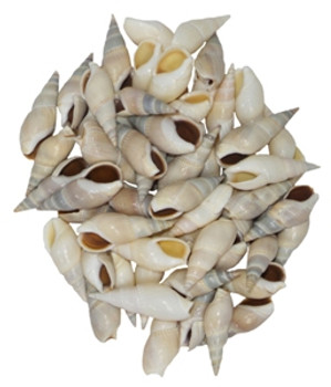 Bullia Vittata 