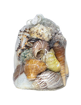 Shell Mix – Assorted Medium (Vinyl Bag)
