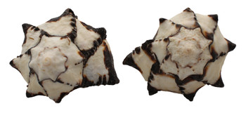 Black Murex Seashell