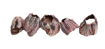 Small Barnacles 