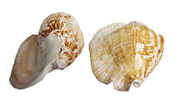 Strombus Latissimus