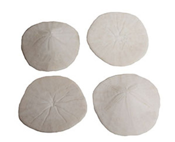 Washington Sanddollars