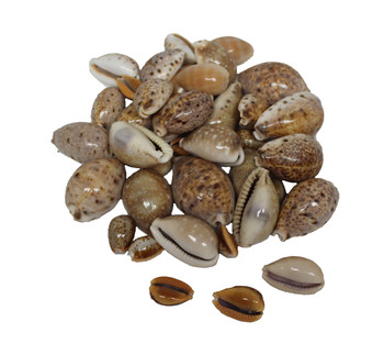 Cypraea Lynx 