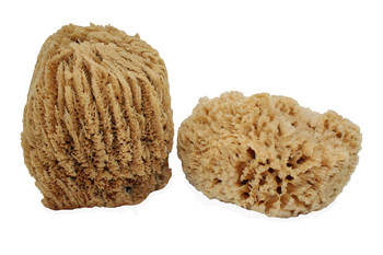 Wool Sponge