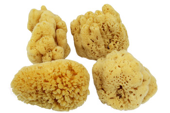 Yellow Sponge 
