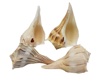 #A Lightning Whelks