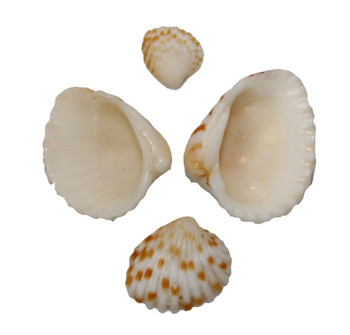Venus Clam - LB