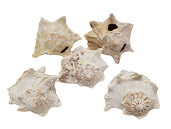 Lightning Whelk w/Hole Unedged