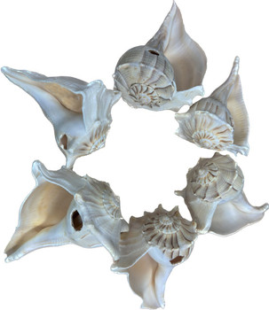 Lightning Whelk w/Hole & Edged