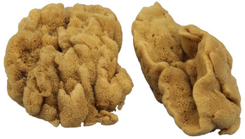 Grass Sponge
