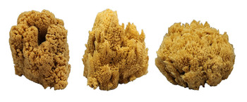 Assorted Small Sponge