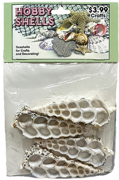 Knobby Cerithium Slices