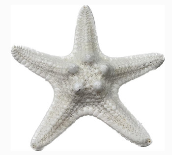 White Armoured Starfish Magnet