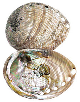 Polished Green Abalone