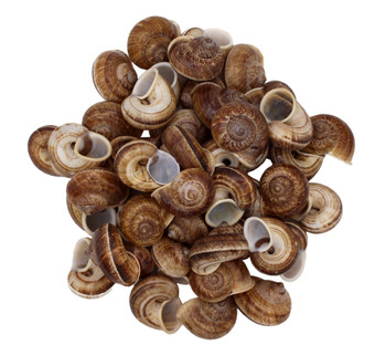 Brown Round Snail