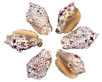 Silverlip Strombus