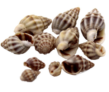 Nassarius Persica