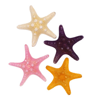 Painted Starfish Magnet 