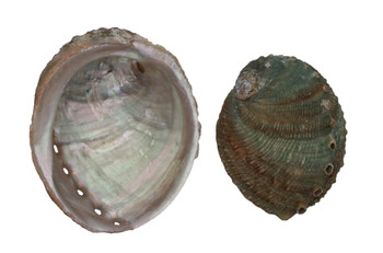 Sorensori Abalone