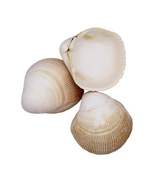YELLOW COCKLES 