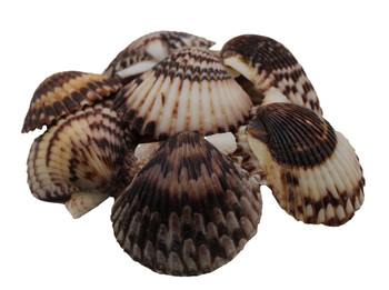 Black Pecten Lacquered