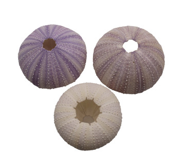 Purple Urchin