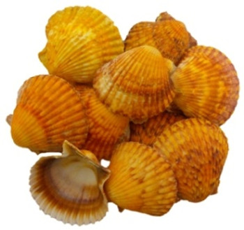 Orange Pecten 6 7 cm Laquered
