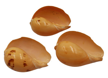 Broken Melo Melo-Assorted Sizes 