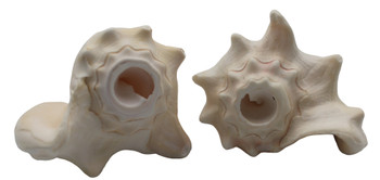 Milk Conch Horns