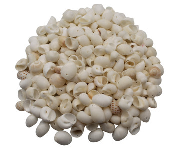 Drilled White Moon Shell