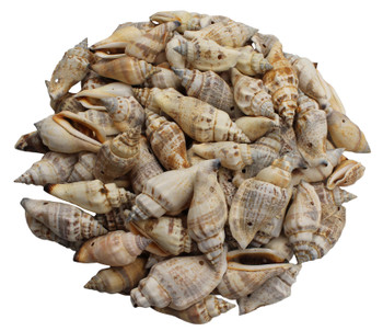 Drilled Strombus Urceus- Kilo