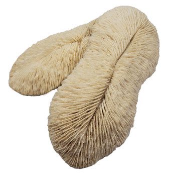 Slipper Coral