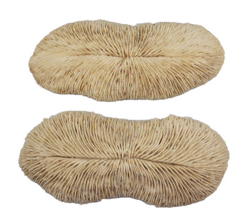Slipper Coral