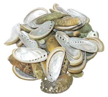 Mule Ear Abalone 4-5 CM