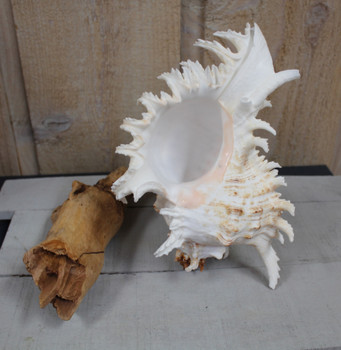 Murex Ramosus 6-7" Murex Ramosus 6-7"