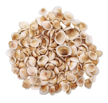 Anadara Scapa Tiny- Kilo