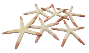 Tip Dyed White Finger Starfish-Fire Red