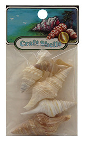 Turris  Seashells- Craft Pack
