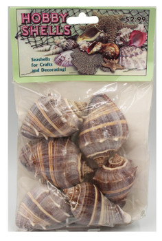 Crown Conch- Craft Pack