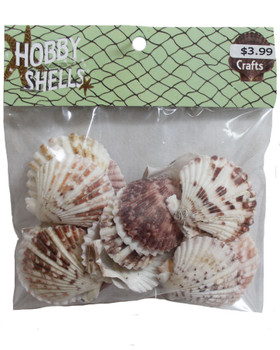 Pecten Shells- Craft Pack