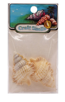 Maple Leaf Seashells- Craft Pack