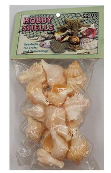 King's Crown Seashells- Craft Pack