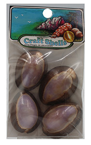 Cyprea Ocellata Purple 