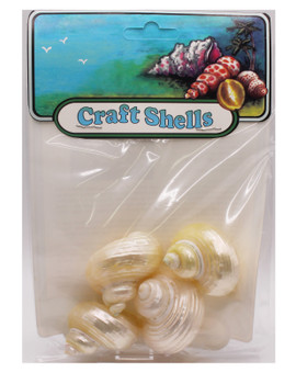 Polished Goldmouth Turbo