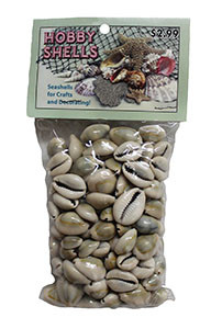 Ringtop Cowries- Craft Pack