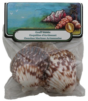 Giant Pecten- Craft Pack