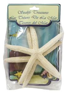 White Finger Starfish- Craft Pack